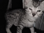 Odin Egyptian Mau Silver Male #3 DOB 2-14-19