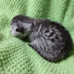 Mau, silver , male , dob 2-14-19