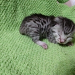 Mau, silver , male , dob 2-14-19