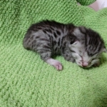 Mau, silver , male , dob 2-14-19