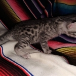 Odin, Mau, silver , male , dob 2-14-19