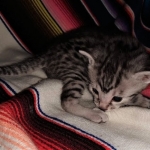 Odin, Mau, silver , male , dob 2-14-19