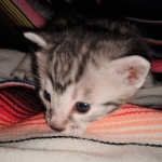 Odin, Mau, silver , male , dob 2-14-19