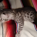 Odin, Mau, silver , male , dob 2-14-19