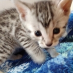 Odin, Mau, silver , male , dob 2-14-19