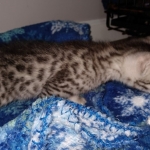 Odin, Mau, silver , male , dob 2-14-19