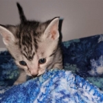 Odin, Mau, silver , male , dob 2-14-19