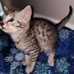 Odin, Mau, silver , male , dob 2-14-19