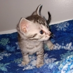 Odin, Mau, silver , male , dob 2-14-19