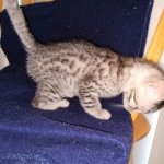 Odin, Mau, silver , male , dob 2-14-19