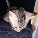 Odin, Mau, silver , male , dob 2-14-19