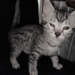 Odin, Mau, silver , male , dob 2-14-19