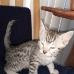 Odin, Mau, silver , male , dob 2-14-19
