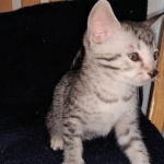 Odin, Mau, silver , male , dob 2-14-19