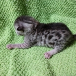 Mau, silver , male , dob 2-14-19