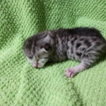 Mau, silver , male , dob 2-14-19