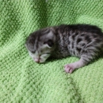 Mau, silver , male , dob 2-14-19