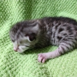 Mau, silver , male , dob 2-14-19