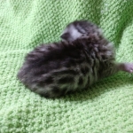 Mau, silver , male , dob 2-14-19