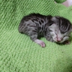 Mau, silver , male , dob 2-14-19