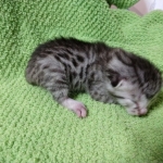 Mau, silver , male , dob 2-14-19