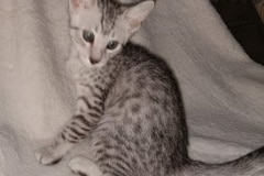 Mokie, Egyptian Mau, Silver, Male #3 DOB 3-1-19