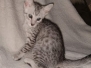 Mokie, Egyptian Mau, Silver, Male #3 DOB 3-1-19
