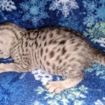 Mau, silver, male DOB 3-1-19
