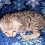 Mau, silver, male DOB 3-1-19