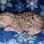 Mau, silver, male DOB 3-1-19