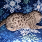 Mau, silver, male DOB 3-1-19