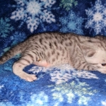 Mau, silver, male DOB 3-1-19