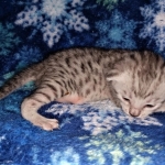 Mau, silver, male DOB 3-1-19