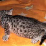 Mau, silver, male DOB 3-1-19