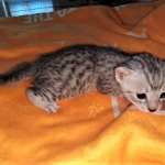 Mau, silver, male DOB 3-1-19