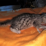 Mau, silver, male DOB 3-1-19