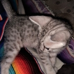 Mau, silver, male DOB 3-1-19