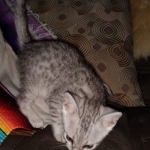 Mau, silver, male DOB 3-1-19