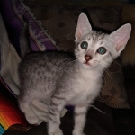 Mau, silver, male DOB 3-1-19