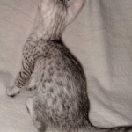 Mau, silver, male DOB 3-1-19