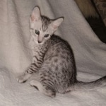 Mau, silver, male DOB 3-1-19