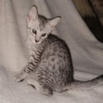 Mau, silver, male DOB 3-1-19