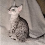 Mau, silver, male DOB 3-1-19