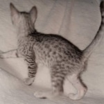 Mau, silver, male DOB 3-1-19