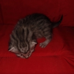 Mau, silver , Male, DOB 4-3-19