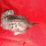 Mau, silver , Male, DOB 4-3-19