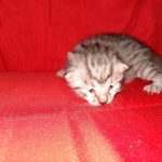 Mau, silver , Male, DOB 4-3-19