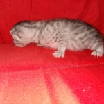 Mau, silver , Male, DOB 4-3-19