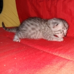 Mau, silver , Male, DOB 4-3-19