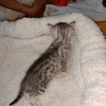 Mau, silver , Male, DOB 4-3-19